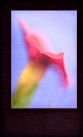 impressionistic photo of a flower and fine art texture