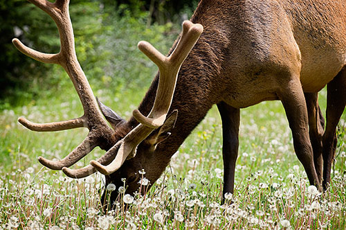 an elk, Banff Park entrance