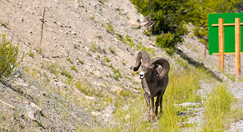 bighorn sheep just outside Golden, BC