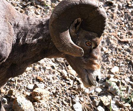 big horn sheep close up