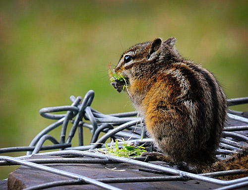 chipmunk