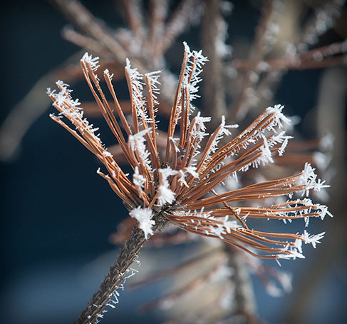 delicate hoar frost up close and personal