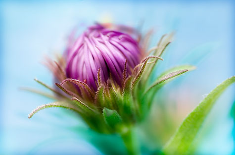 macro of a flower artisitc