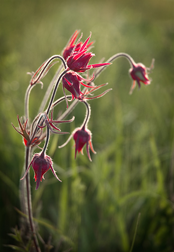 3 flowered avens