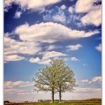 a tree with 2 trunks