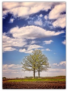 a tree with 2 trunks