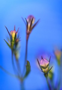 summer blooms shot with the Nikon D800