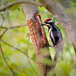 Woodpecker attacking a willow tree for food