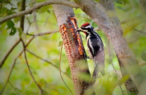 Woodpecker attacking a willow tree for food