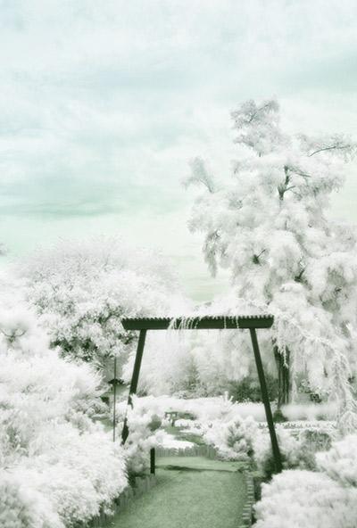 digital infrared park scene