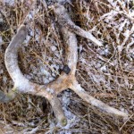 shed antlers are amazing gifts of nature