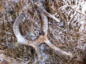 shed antlers are amazing gifts of nature