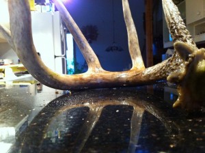 shed antler from a white tail deer