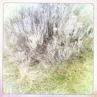 sagebrush patterns & colors on munson mountain nature photography